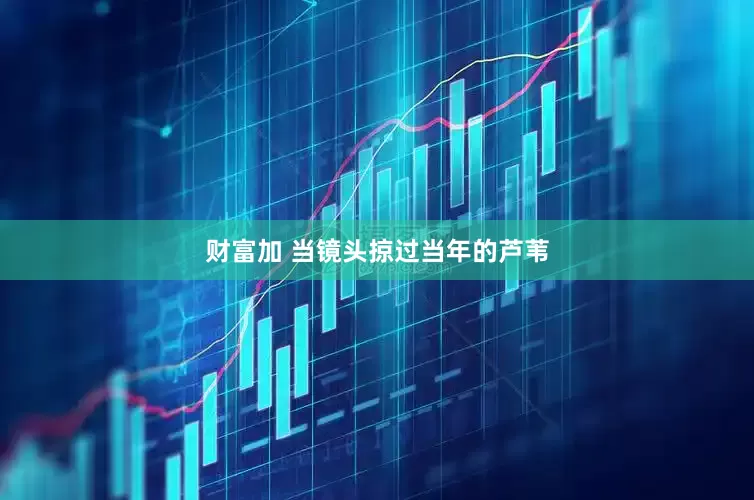 财富加 当镜头掠过当年的芦苇